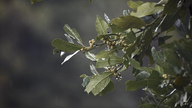 Rain drops during wet snowfall on branch of bay laurel plant