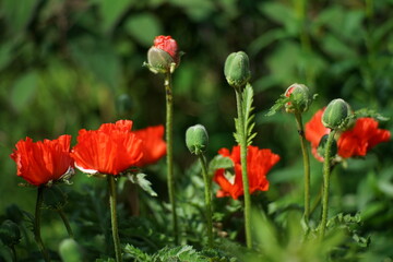 Rot blühender Mohn, Klatschten im späten Frühling in einem Garten