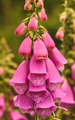 Close-up of digitalis purpurea, Belgium © Sylvaris Studio
