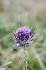Blessed milk thistle flowers in field, close up. Silybum marianum herbal remedy, Saint Mary's Thistle, Marian Scotch thistle, Mary Thistle, Cardus marianus bloom.
