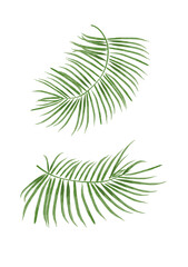 Liście palmy, liść tropikalny - obrazy, fototapety, plakaty