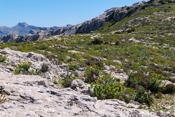 Fototapeta na wymiar Wanderung auf Mallorca durch das Tramuntana Gebirge auf dem Fernwanderweg GR 221 Ruta de Pedra en Sec von Soller nach Lluc.