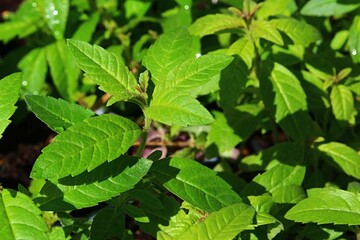 Fresh green spring leaves of Lemon Verbena plant, latin name Aloysia citrodora, sunbathing in spring daylight sunshine. 