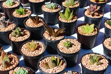 Succulent plants and cactuses such as Echeveria and Sedum, placed in plastic pots on market, spring daylight sunshine. 