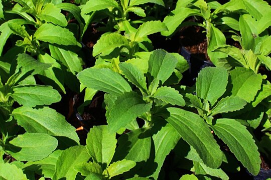 Stevia rebaudiana (Candyleaf, Stevia, Sugarleaf, Sweetleaf)