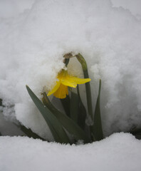 daffodil covered in snow