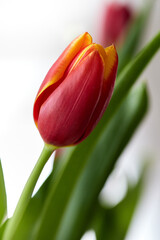 Wiosenne kwiaty kolorowe