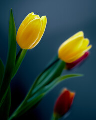 Wiosenne kwiaty kolorowe