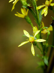 Wiosenne kwiaty kolorowe