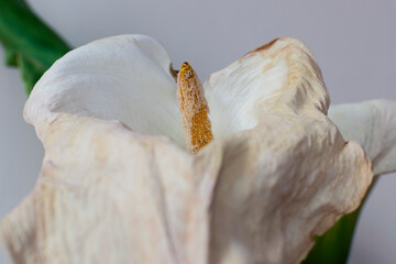 Withered calla lily or water lily flower
