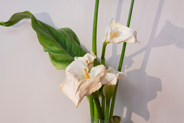 Withered calla lily or water lily flower