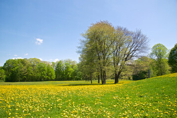 Springtime in the park with dandelions and green lawn