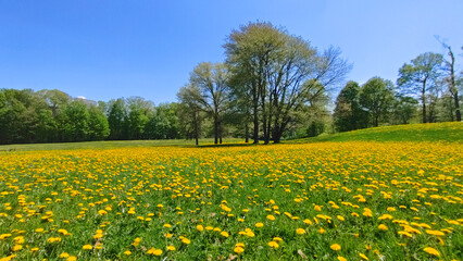 Low angle view of the park with dandelions and green lawn in springtime