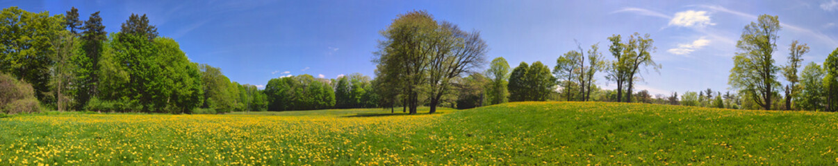 Panoramic view of springtime in the park with dandelion.