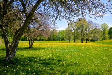 Spring day with green grass and dandelion.
