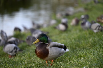 Colorful ducks by the pond -From the life of birds