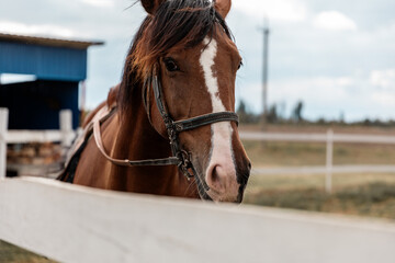 Close-up portrait of racing brown hourse standing in paddock at summer day