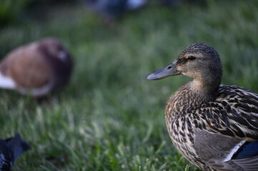 Colorful ducks by the pond -From the life of birds