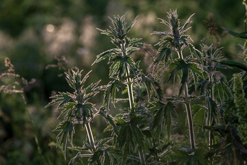 Leonurus cardiaca, motherwort, throw-wort, lion's ear, lion's tail medicinal plant with opposite leaves serrated margins Blooming in summer, sunset spring