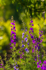 Obraz premium Delphinium ajacis close up background. Multicolored Larkspur flowers. Delphinium purple, blue, pink flowers grows in the garden, Flowering field with Rocket Larkspur (Consolida ambigua). orientalis