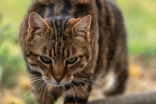 Chat