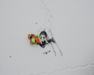 Fototapeta aussie ski skitour mountains wild wildlife dog dogs dodlover obraz