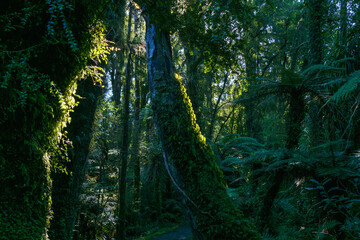 Darkness in New Zealand rainforest with sun back lighting green kidney fern climbing tree trunk