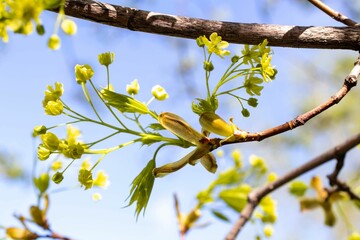 A close-up branch with small yellow flowers and a bokeh-style background