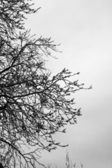 The tangle of branches of an old apple tree against the sky. Black and white photo graphics. High quality photo