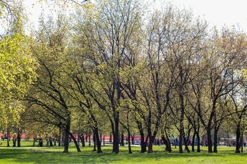 Obraz premium A lot of trees without leaves on a green lawn