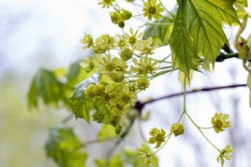 A close-up branch with small yellow flowers and a bokeh-style background