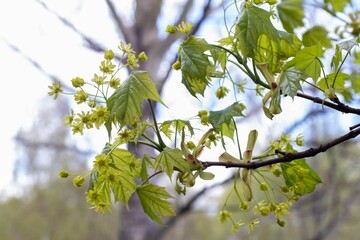 A close-up branch with small yellow flowers and a bokeh-style background