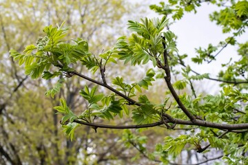 A tree branch with green leaves in close-up against the background of other trees.