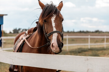 Portrait of a brown horse with a white spot on face standing next to wooden fence and looking into camera