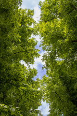 Sky between trees