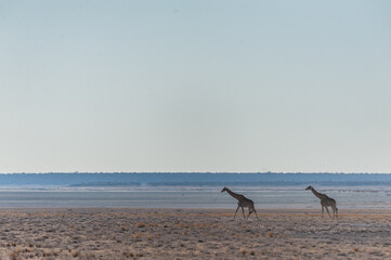 Wide angle shot of two Angolan Giraffes - Giraffa giraffa angolensis- illustrating the vast openness of the plains of Etosha National Park, Namibia.