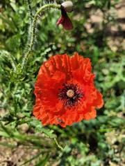 Coquelicot 