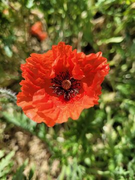 Kenzo coquelicot rouge