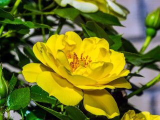 Obraz premium rose 23