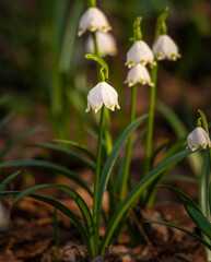 Obraz premium Snowdrop flower in the spring forest