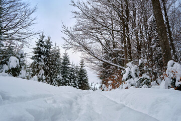 Moody landscape with footpath tracks and pine trees covered with fresh fallen snow in winter mountain forest on cold gloomy evening