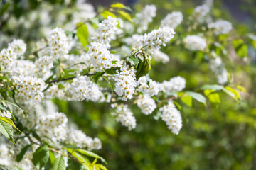 White flowers on green branches. Bird cherry