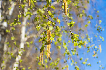 Birch tree branches with fresh green leaves