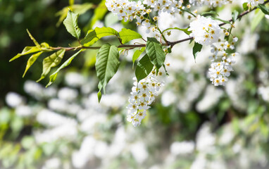 Branch of a bird cherry in bloom, spring nature