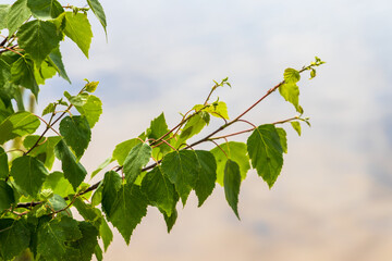 Green birch tree leaves over blurred natural photo