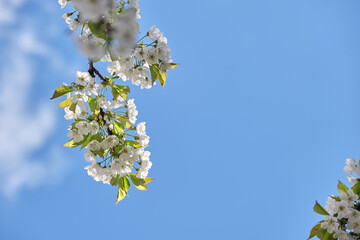 Twigs of cherry tree with white blossoming flowers in early spring