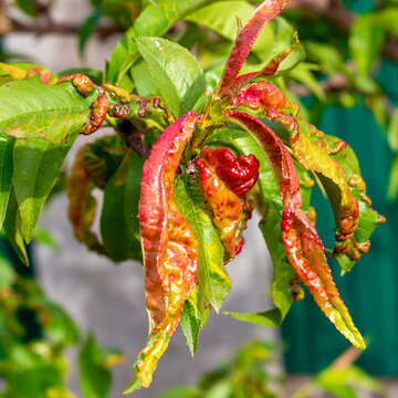 Peach leaf curl. Fungal disease of peaches tree. Taphrina deformans. Peach tree fungus disease. Selective focus. Topic - diseases and pests of fruit trees, pest control. Square
