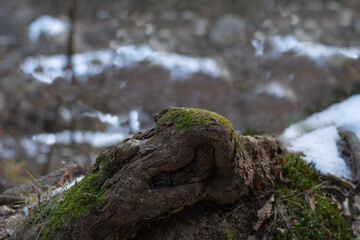 .Old tree root covered with moss. on the surface of the soil