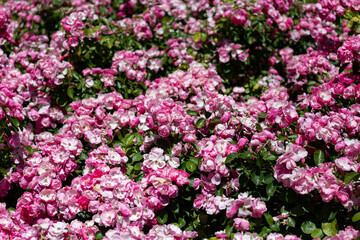 Flowers. Pink flowers with background flowers of different colors in the park of the Rosaleda del Parque del Oeste in Madrid. Background full of colorful flowers. Spring print. In Spain. Europe. Photo