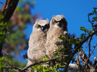 Great Horned Owlets